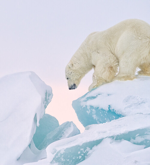 Eisb&auml;r klettert auf Eisbergen